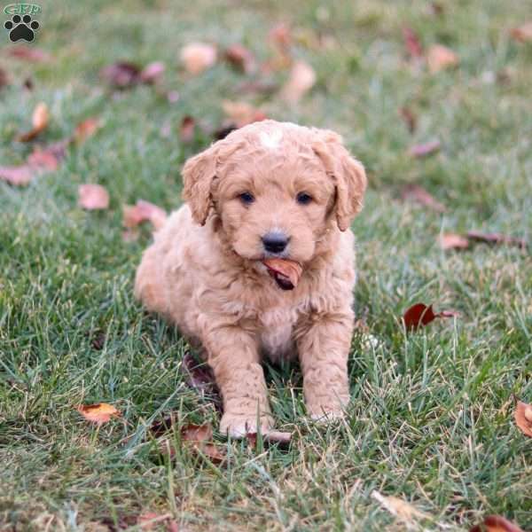 Rudolph, Goldendoodle Puppy